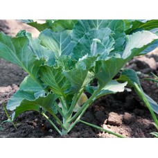 Tree Collard