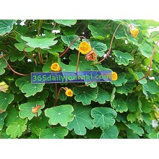 Tuberous Nasturtium