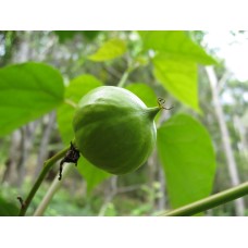 Tungfruit