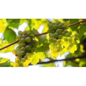 Ugni Blanc Grape