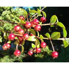 Ugni Molinae