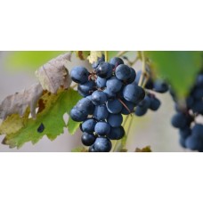 Uva Tosca Grape