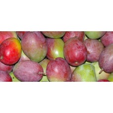 Van Dyke Mango