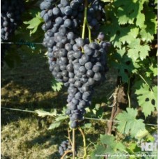 Vespolina Grape