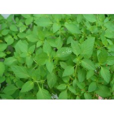 Vietnamese Balm