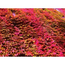 Virginia Creeper