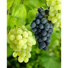Vitis Vinifera