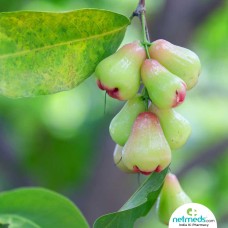 Water Apple