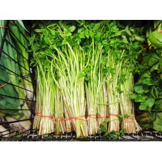 Water Dropwort