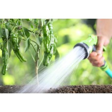 Water Pepper