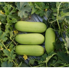 Wax Gourd