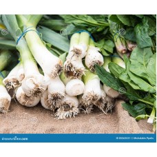 Welsh Onion