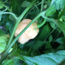 White 7 Pot Pepper