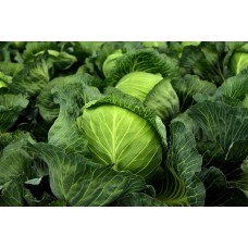 White Cabbage
