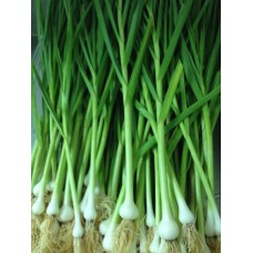 Wild Garlic