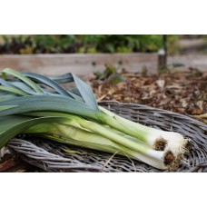 Wild Leek