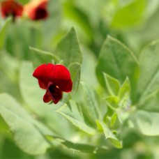 Winged Pea