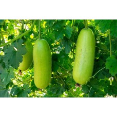 Winter Melon