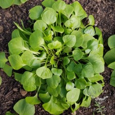 Winter Purslane