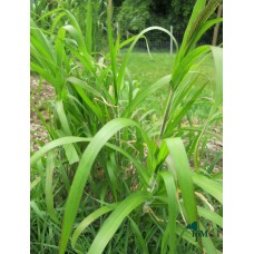 Witchgrass