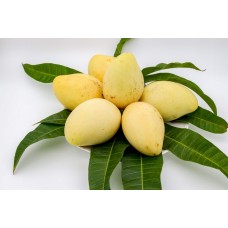 Xaoy