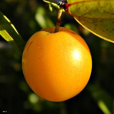 Ximenia
