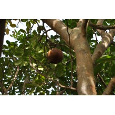 Xylocarpus Granatum