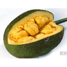 Yaca