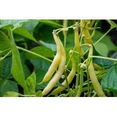 Yellow Bean