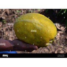 Yemenite Citron