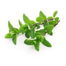 Yerba Buena