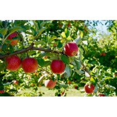 York Imperial Apple