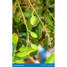 Young Mango