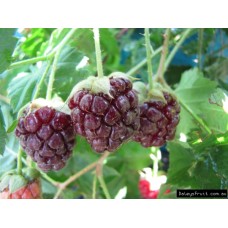 Youngberry