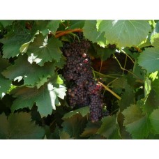 Zante Currant