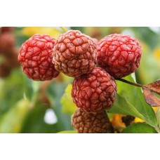 Zhe Fruit