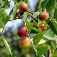 Ziziphus Jujube Fruit