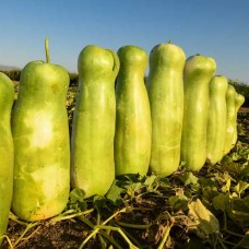 Zucca Melon