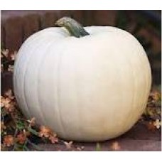 Lumina Pumpkin