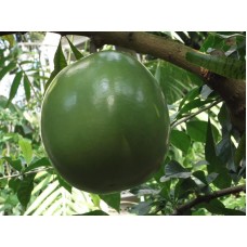 Miracle Fruit