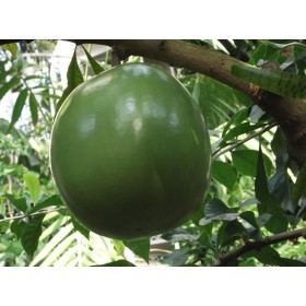 Miracle Fruit