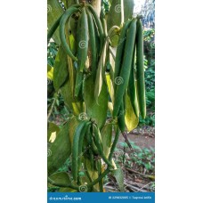 Vanilla Fruit