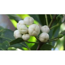 White Aspen Fruit